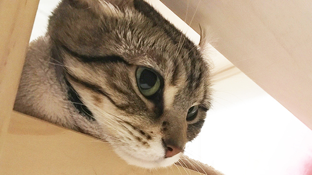 カフェ シャトンルージュ Cafe Chaton Rouge 丸の内 カフェ ネット予約可 食べログ カフェ シャトンルージュ Cafe Chaton Rouge 丸の内 カフェ ネット予約可 食べログ