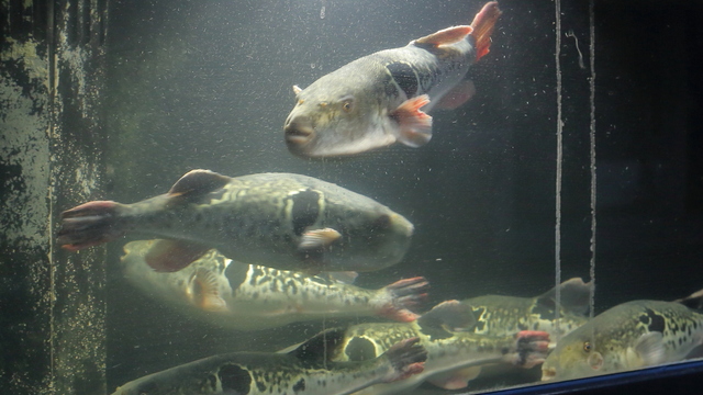 Porno ogli rus onasini sikadi