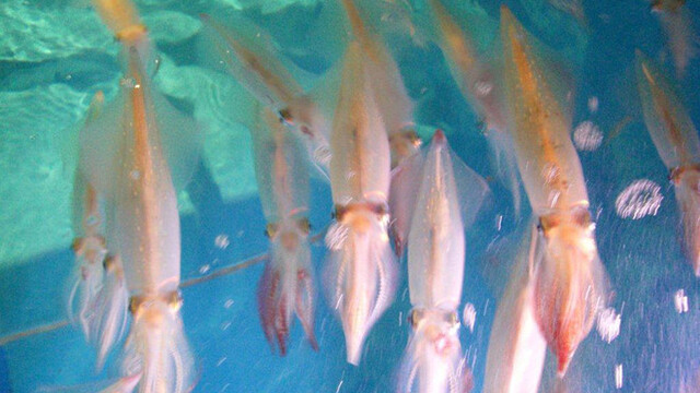移転 寅八商店 梅田店 東梅田 魚介料理 海鮮料理 食べログ