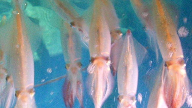 寅八商店 三宮店 元町 ｊｒ 魚介料理 海鮮料理 食べログ