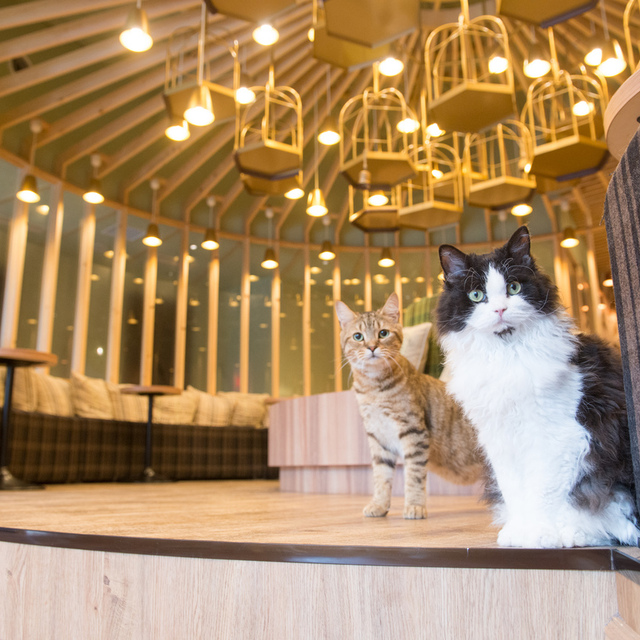 口コミ一覧 猫カフェmocha 秋葉原店 Cat Cafe Mocha 末広町 その他 食べログ