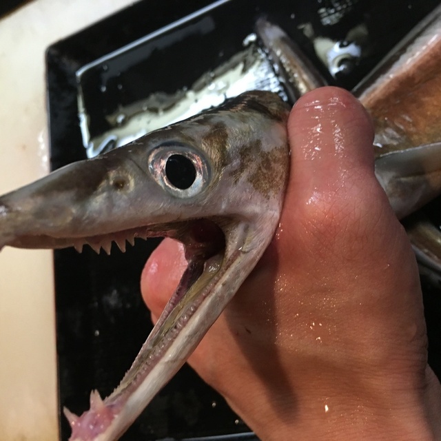 魚虎千両 - 聖蹟桜ケ丘（海鮮）の写真（食べログが提供するog:image）