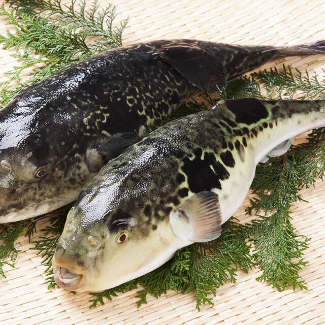 市場直結 柳橋とらふぐ鍋ガーデン 国際センター 魚介料理 海鮮料理 食べログ 市場直結 柳橋とらふぐ鍋ガーデン 国際センター 魚介料理 海鮮料理 食べログ