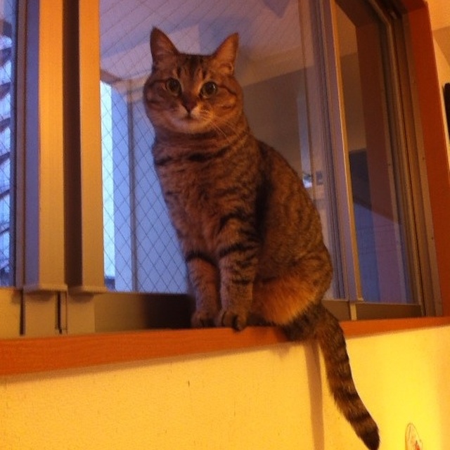 ネコカフェ 猫助 本厚木 その他 食べログ