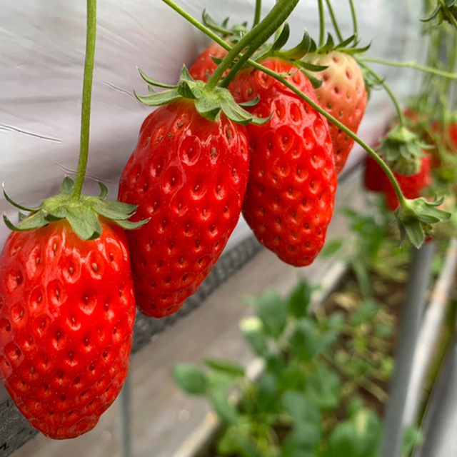 丸武園 三河田原 その他 食べログ
