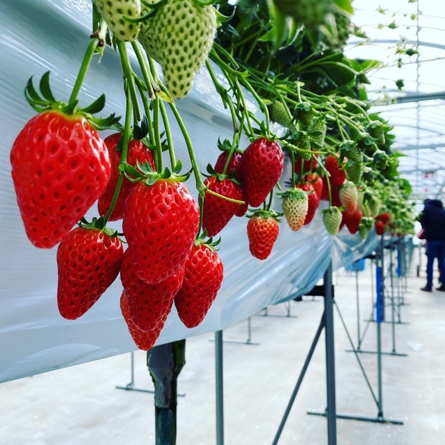 おざきいちご園 三河田原 スイーツ その他 食べログ