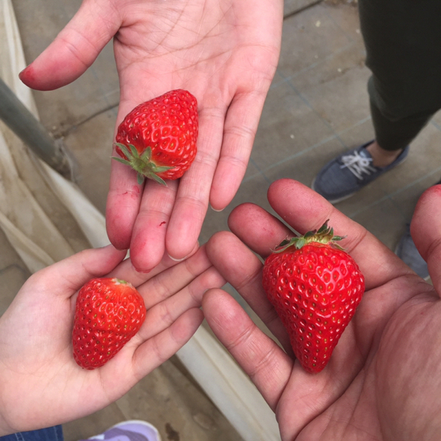 まる甚農園 馬込沢 その他 食べログ