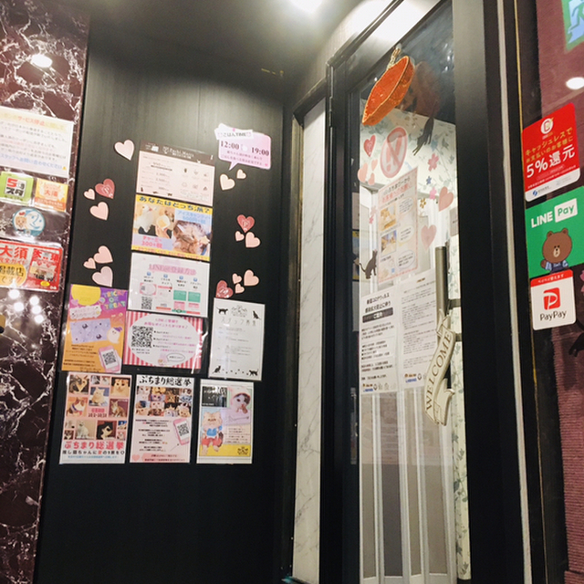猫カフェ ぷちまりー 名古屋大須店 Catcafe Puchi Marry 大須観音 その他 食べログ 猫カフェ ぷちまりー 名古屋大須店 Catcafe Puchi Marry 大須観音 その他 食べログ