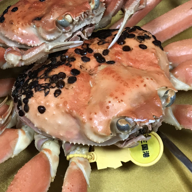 白浜荘 福井市その他 旅館 食べログ 白浜荘 福井市その他 旅館 食べログ