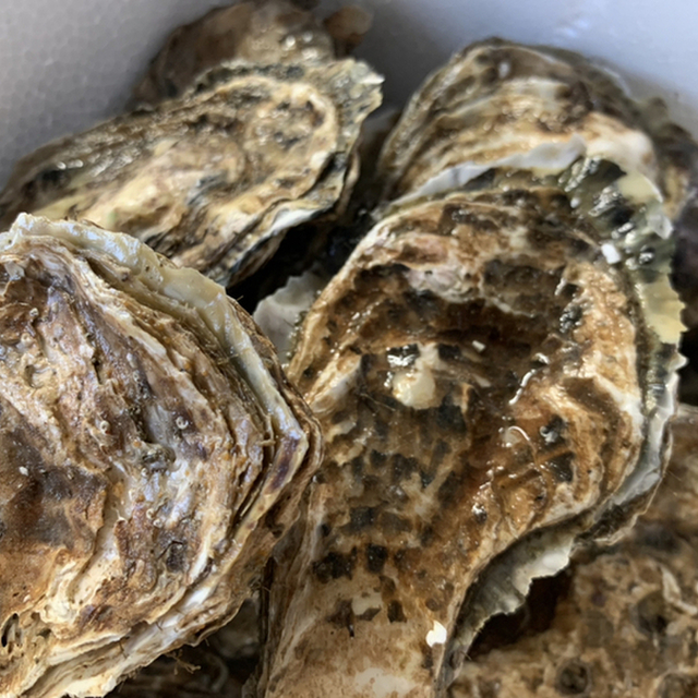 厚岸漁業協同組合直売店 エーウロコ 厚岸 その他 食べログ