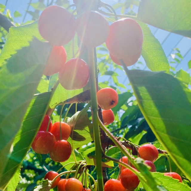 口コミ一覧 さくらんぼ山観光農園 仁木 その他 食べログ
