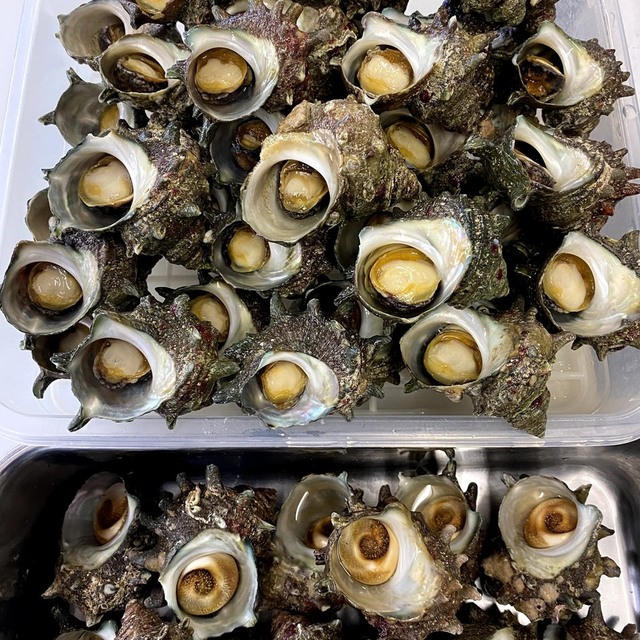 大野亀ロッジ - 佐渡市その他(定食・食堂)の写真(食べログが提供するog:image)
