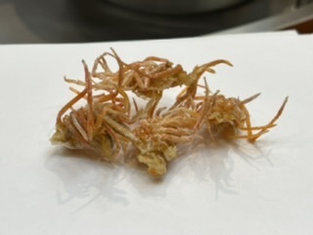 三ッ田（みつた） - 築地（天ぷら）の写真（食べログが提供するog:image）