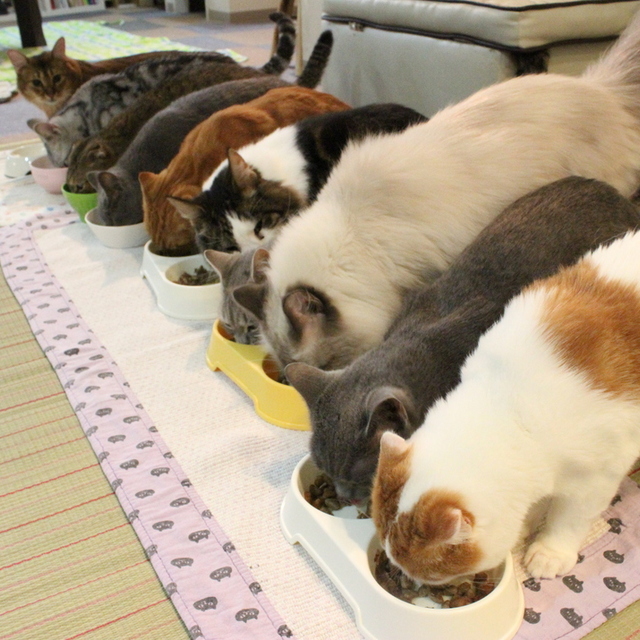 猫カフェ ロンロン Ronron 大街道 その他 食べログ