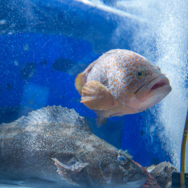 九州男 芦屋町その他 居酒屋 ネット予約可 食べログ