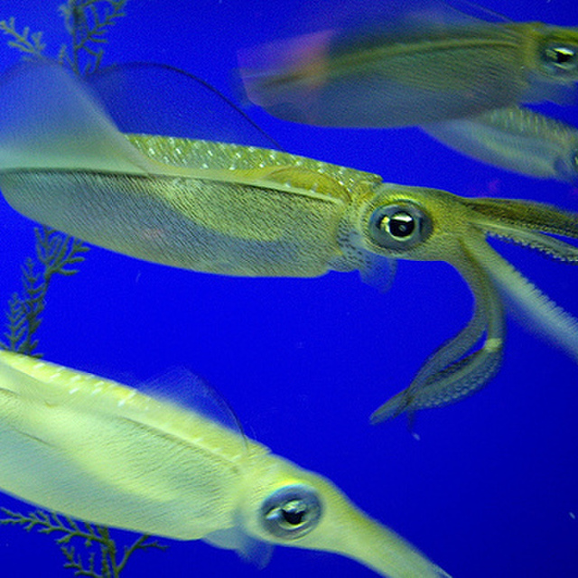 イカセンター新宿総本店 新宿西口 魚介料理 海鮮料理 ネット予約可 食べログ