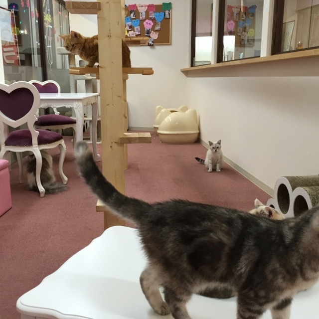 にゃおかふぇ 瀬戸店 新瀬戸 その他 食べログ