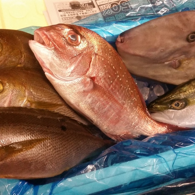こだわり居酒屋　透（コダワリイザカヤトオル） - 東十条（居酒屋）の写真（食べログが提供するog:image）
