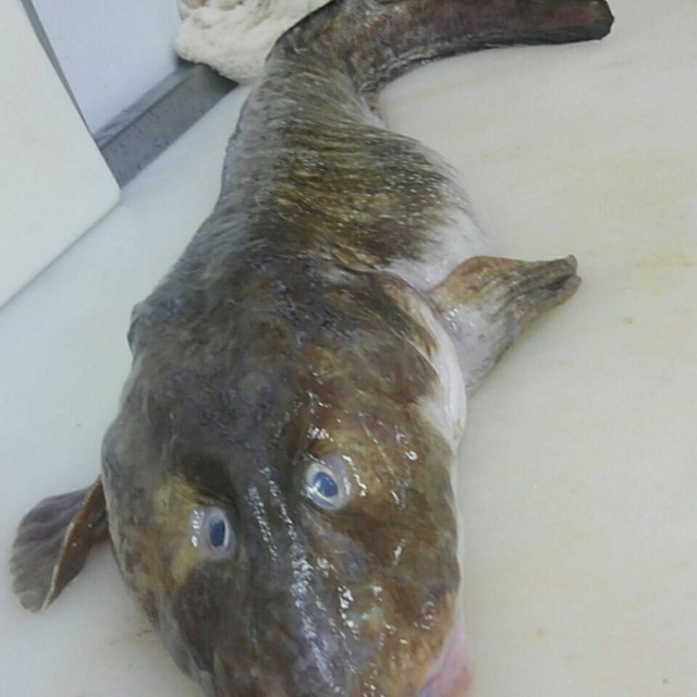 新鮮な魚 ばばあ すべての魚の画像