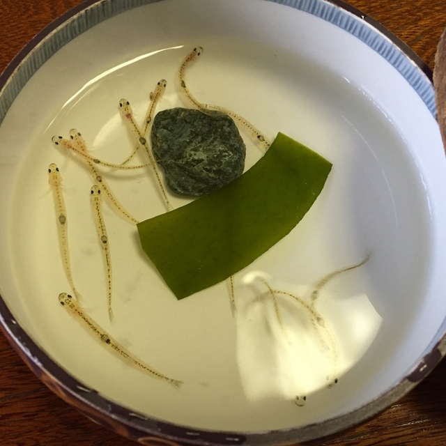 椿自然園 阿波橘 旅館 食べログ 椿自然園 阿波橘 旅館 食べログ