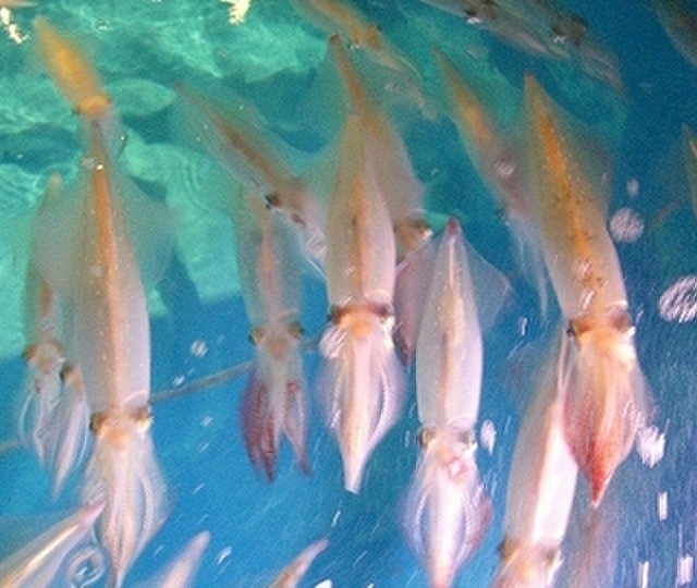 寅八商店 心斎橋店 心斎橋 魚介料理 海鮮料理 ネット予約可 食べログ
