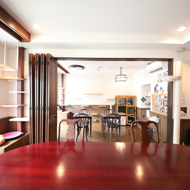 カーラ キャット カフェ Cara Cat Cafe 箕面 その他 食べログ カーラ キャット カフェ Cara Cat Cafe 箕面 その他 食べログ