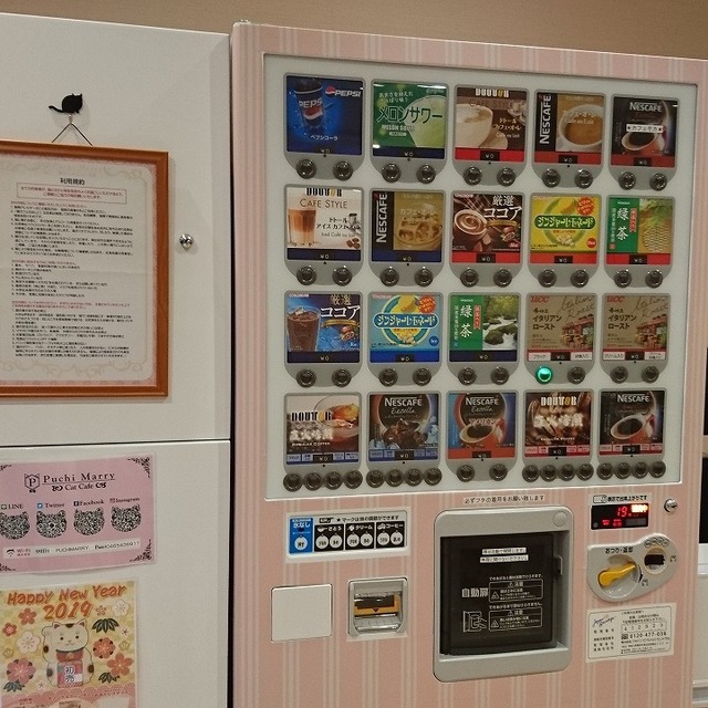 閉店 猫カフェ ぷちまりー 小田原店 猫カフェ Puchi Marry 小田原 その他 食べログ