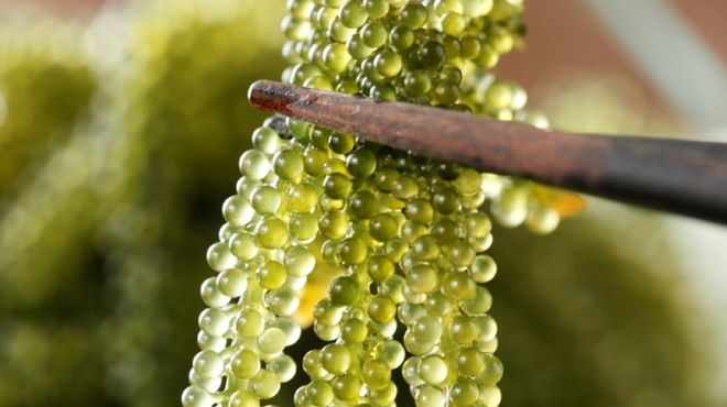 taachi - メイン写真: