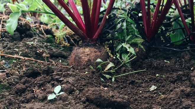 STAND BY FARM - メイン写真: