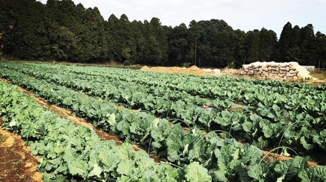 STAND BY FARM - メイン写真: