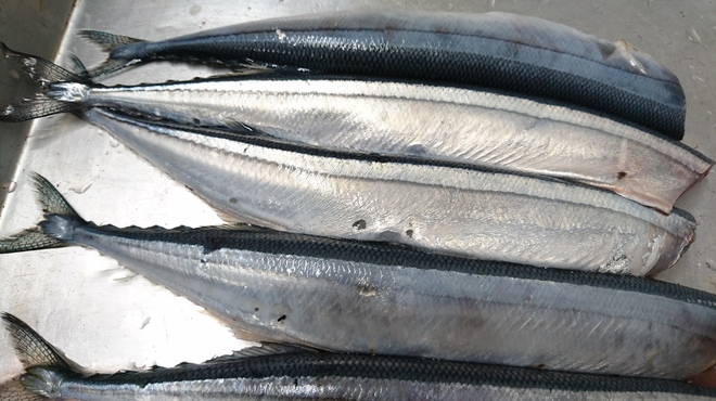 さかもと屋市兵衛 - 料理写真:初秋刀魚！