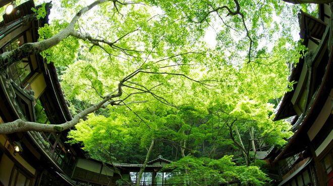 明治の森箕面 音羽山荘 - メイン写真: