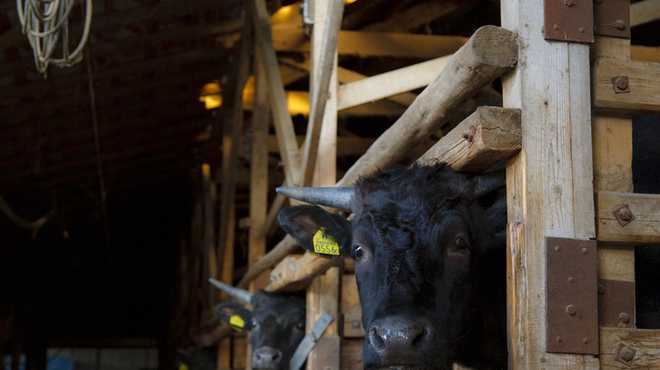 焼肉 飯村牛 - メイン写真: