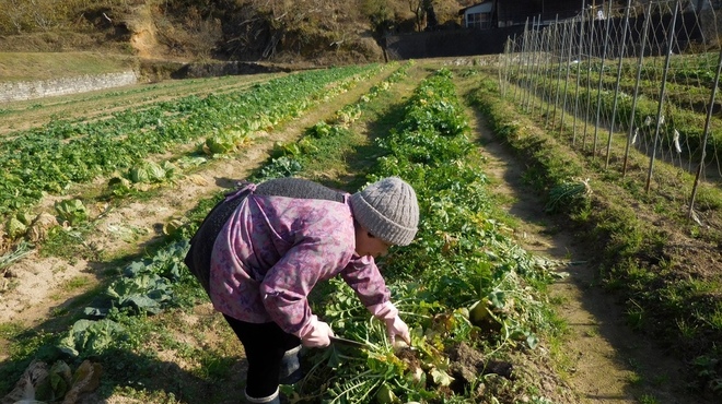 Chanko Gottsu An - メイン写真: