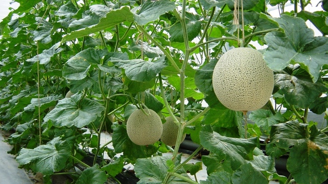 蒲郡オレンジパーク 蒲郡 その他 ネット予約可 食べログ 蒲郡オレンジパーク 蒲郡 その他 ネット予約可 食べログ