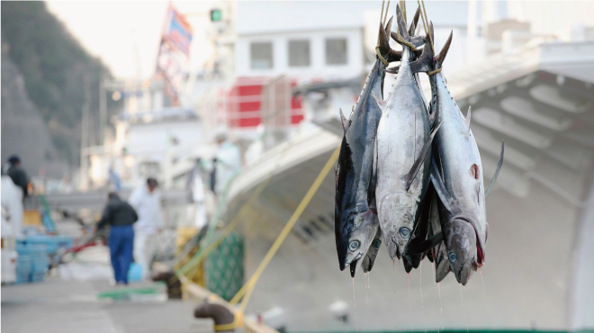 新鮮な魚と大分名物とり天が自慢の居酒屋 みどり屋 - メイン写真: