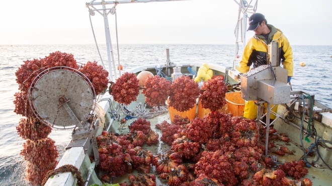 ほや＆純米酒場 まぼ屋 - メイン写真: