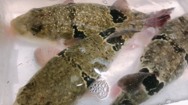 花ふく はなふく 宮崎 居酒屋 ネット予約可 食べログ
