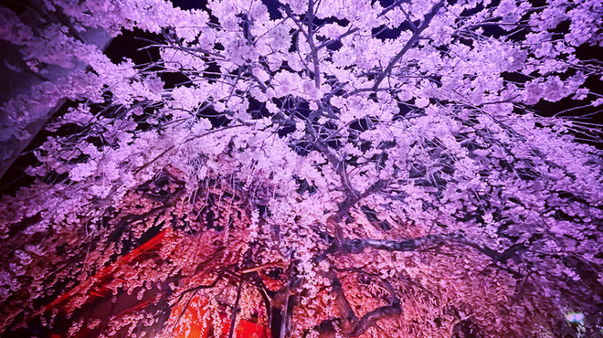魁本店 - メイン写真: