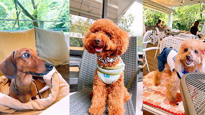  IN THE GREEN - メイン写真: