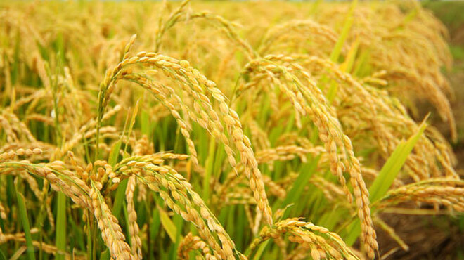 スープカリー 奥芝商店 - メイン写真: