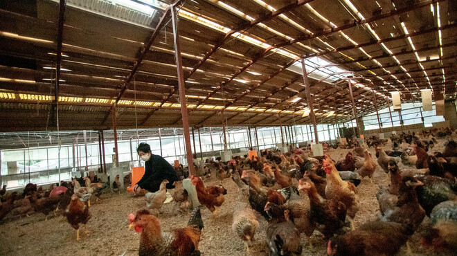 炉端と地鶏 うまか屋 - メイン写真: