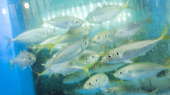 さかなや道場 魚鮮水産 - メイン写真: