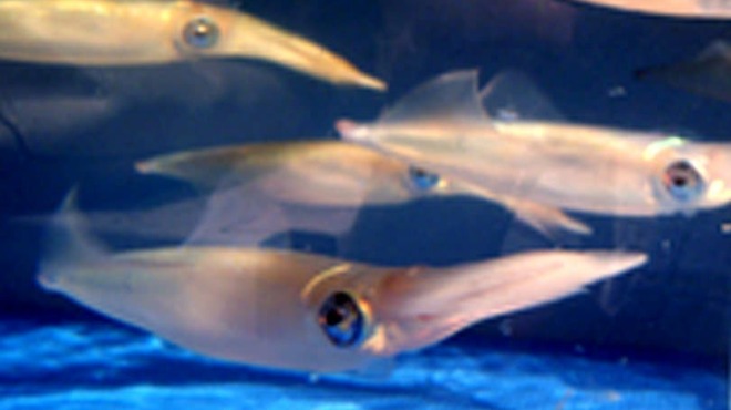 イカセンター新宿総本店 - 料理写真: