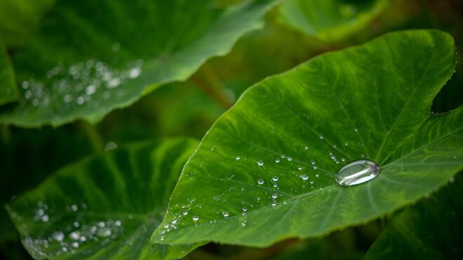 HANARE - メイン写真: