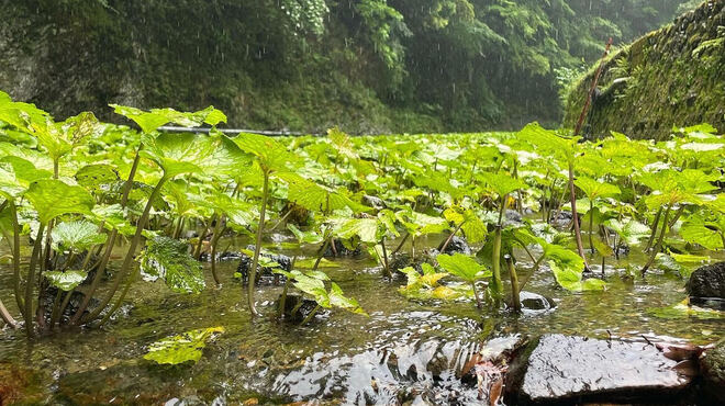 肉の宇佐川 - メイン写真: