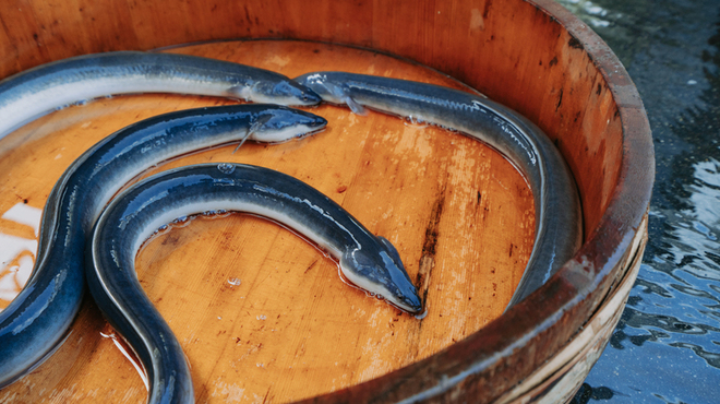 うなぎ松岡 - メイン写真: