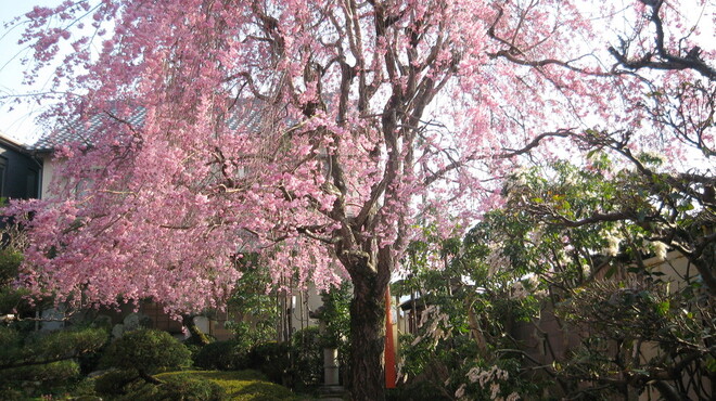 京料理 松正 - 内観写真:春には枝垂れ桜が咲きます。