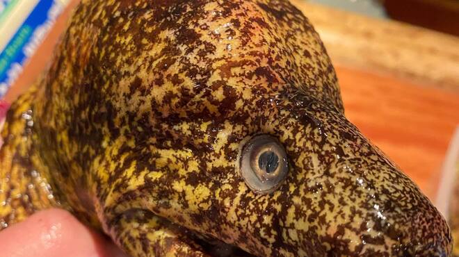 季彩や　ひで - メイン写真: