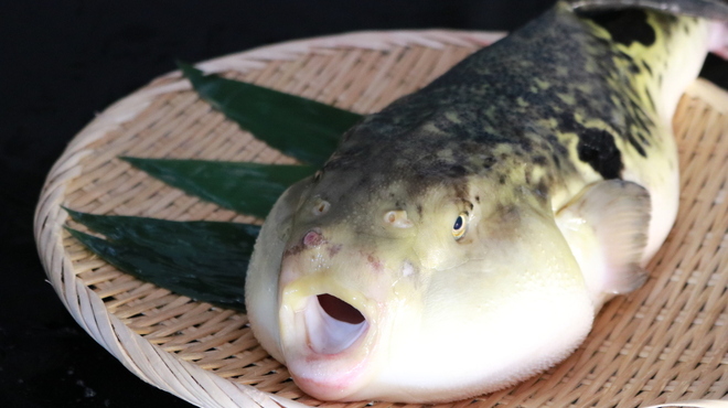 ふぐ政 - メイン写真: